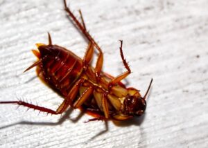 How To Get Rid Of Roaches In Walls-a-roach-insect-pest How To Get Rid Of Roaches In Walls-a-roach-insect-pest