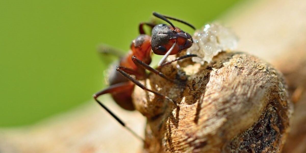 How To Get Rid Of Sugar Ants In Your Car-a-sugar-ant