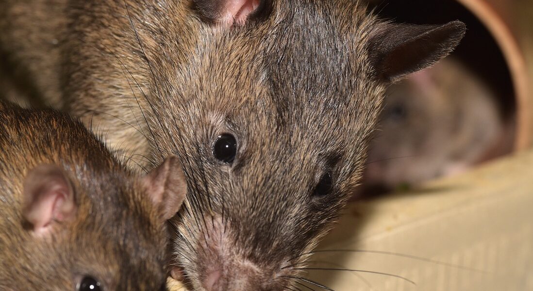 How To Keep Bugs And Rodents Out After A Hurricane-rats-rodent-pest