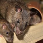 How To Keep Bugs And Rodents Out After A Hurricane-rats-rodent-pest