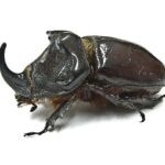 How To Get Rid Of Beetles-a-rhinoceros-beetle