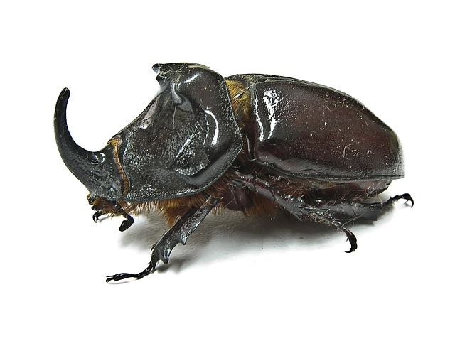 How To Get Rid Of Beetles-a-rhinoceros-beetle