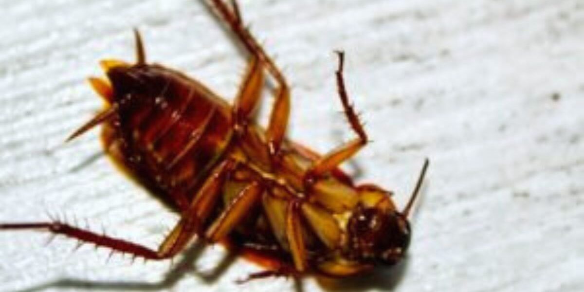 How To Get Rid Of Roaches In Walls-a-roach-insect-pests