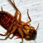 How To Get Rid Of Roaches In Walls-a-roach-insect-pests