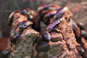 Nymphs How To Get Rid of Smoky Brown Cockroaches-nymphs