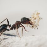 Best Way To Get Rid Of Sugar Ants-ant-insect-pest