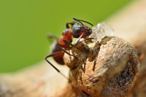 How To Get Rid Of Sugar Ants In Your Car-a-sugar-ant