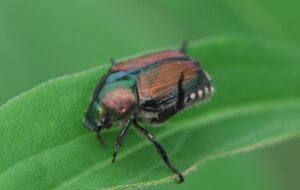 Japanese Beetles Control-a-japanese-beetle
