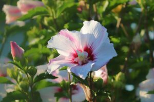 How to Control Hibiscus Gall Midge-a-hibiscus-plant How to Control Hibiscus Gall Midge-a-hibiscus-plant