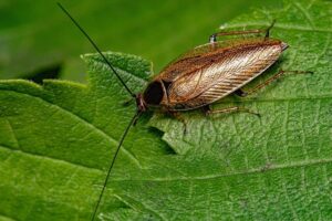 How To Get Rid of Surinam Cockroach-a-surinam-cockroach