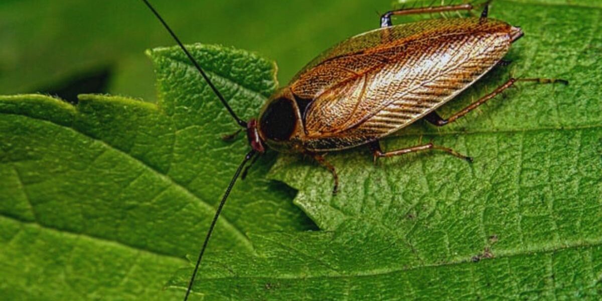 How To Get Rid of Surinam Cockroach-roach-insect-pest