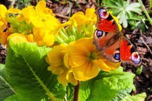 DIY Bug Hotel For Pollinators-a-butterfly-insect DIY Bug Hotel For Pollinators-a-butterfly-insect