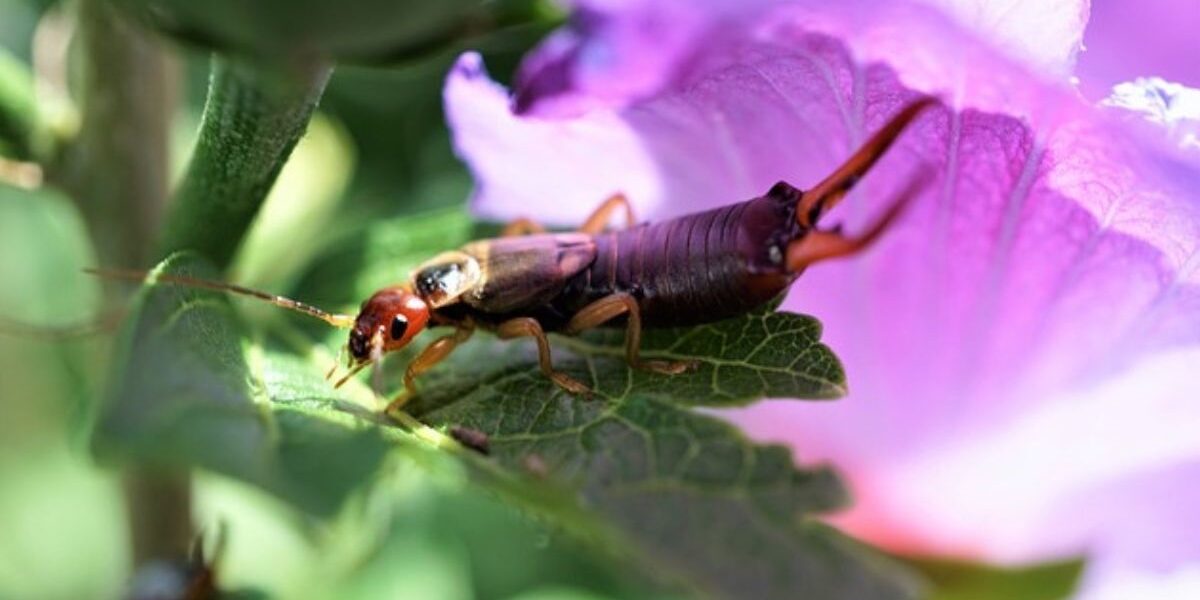 How To Get Rid Of Earwigs In The Garden-earwig-insect-pest