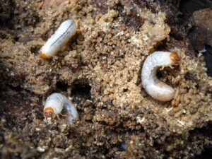 Japanese Beetles Control-japanese-beetle-grub