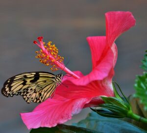 A butterfly collecting nectar from a hibiscus plant How to Control Hibiscus Gall Midge-a-butterfly-collecting-nectar-from-hibiscus-plant