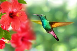How to Control Hibiscus Gall Midge-hibiscus-plant How to Control Hibiscus Gall Midge-hibiscus-plant