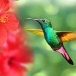 How to Control Hibiscus Gall Midge-hummingbird-feeding-on-nectar-from-hibiscus-plants