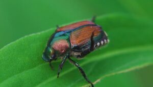 Best Spray For Japanese Beetles On Plants-a-japanese-beetle-insect-pest Best Spray For Japanese Beetles On Plants-a-japanese-beetle-insect-pest