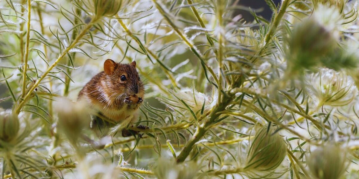 Get Rid Of Roof Rats-a-roof-rat