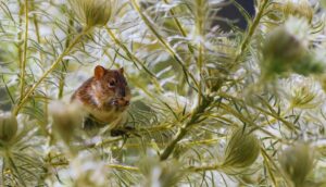 How To Keep Bugs And Rodents Out After A Hurricane-a-rat-rodent-pest How To Keep Bugs And Rodents Out After A Hurricane-a-rat-rodent-pest
