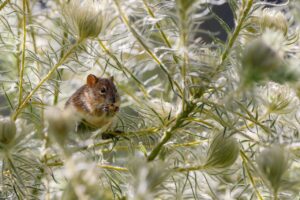 Get Rid Of Roof Rats-a-roof-rat