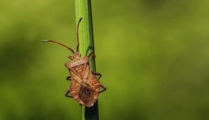 How To Identify Common Garden Pests-a-squash-bug-insect-pest