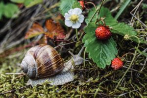 The Benefits Of Pest Control-a-snail-garden-pest The Benefits Of Pest Control-a-snail-garden-pest