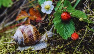Companion Planting For Pest Prevention-a-snail-garden-pest