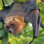 How To Get Rid Of Bats-a-bat-hanging-from-a-tree