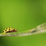 Mexican Bean Beetle Control-mexcian-bean-beetle-insect-pest