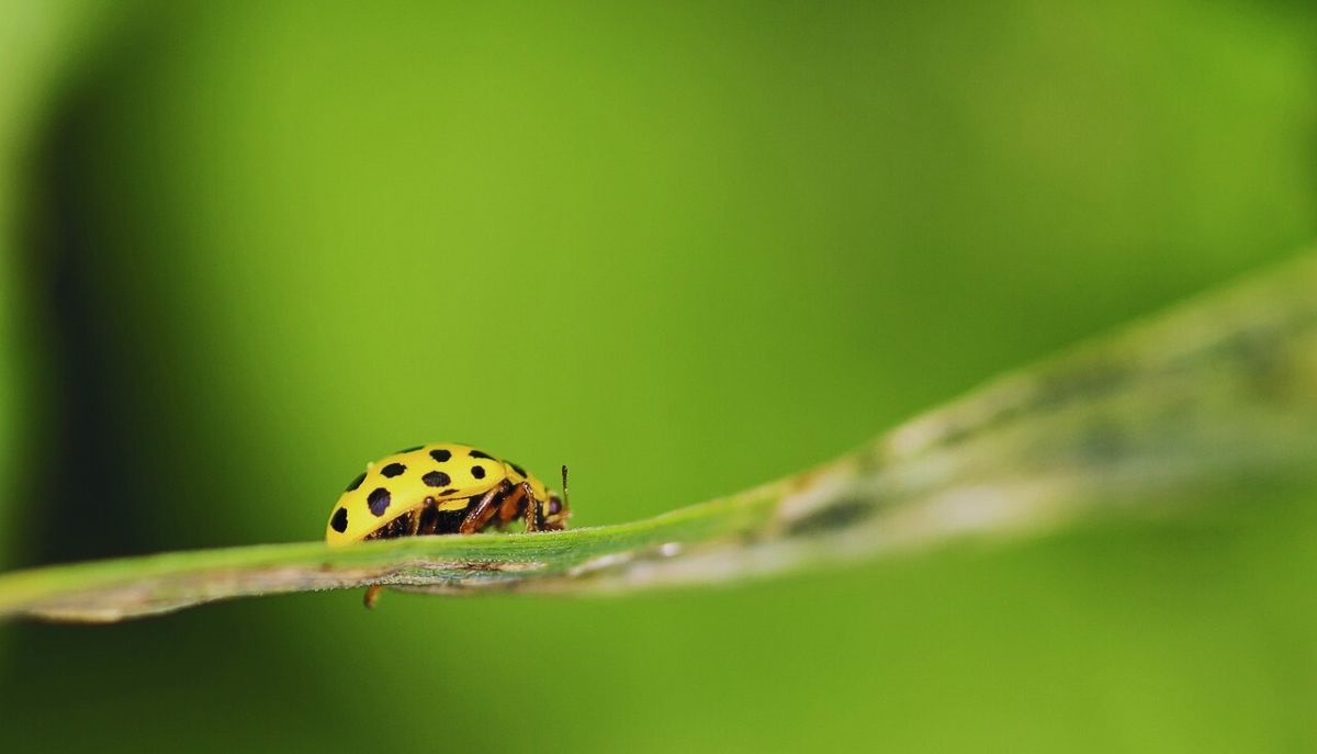 Mexican Bean Beetle Control-mexcian-bean-beetle-insect-pest