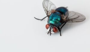 Pest-Proofing Homes For Hurricanes/Floods-a-blow-fly Pest-Proofing Homes For Hurricanes/Floods-a-blow-fly