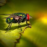 Controlling Blow Fly Infestation In Your House-a-blow-fly Controlling Blow Fly Infestation In Your House-a-blow-fly