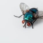Controlling Blow Fly Infestation In Your House-a-blow-fly Controlling Blow Fly Infestation In Your House-a-blow-fly