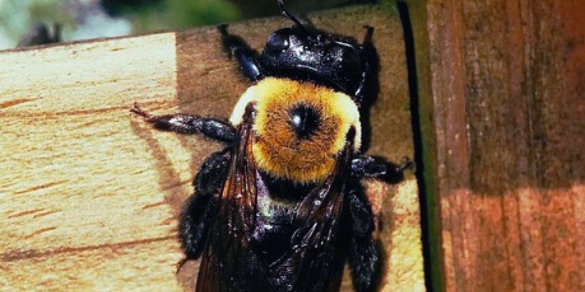 How To Control Carpenter Bees-a-carpenter-bee