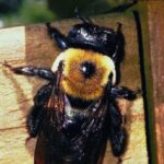 How To Control Carpenter Bees-a-carpenter-bee