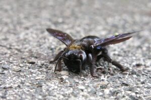 How To Control Carpenter Bees-a-carpenter-bee