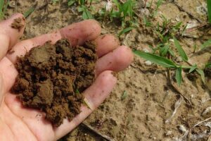 How to Get Rid of Soil Mites-garden-soil