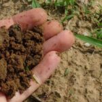 How to Get Rid of Soil Mites-garden-soil