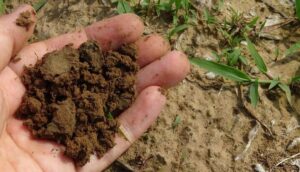 Best Fall Pest Control Methods For vegetable Gardens-a-hand-holding-soil Best Fall Pest Control Methods For vegetable Gardens-a-hand-holding-soil