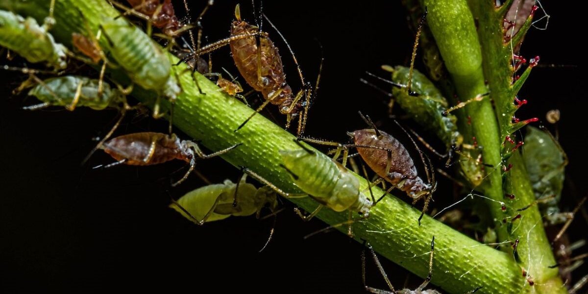 How To Get Rid Of Root Aphids-root-aphids-insect-pest