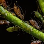 How To Get Rid Of Root Aphids-root-aphids-insect-pest