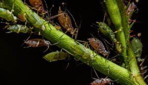 DIY Solutions For Aphid Infestations On Roses-aphid-insect-pest DIY Solutions For Aphid Infestations On Roses-aphid-insect-pest