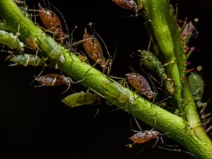 How To Get Rid Of Root Aphids-root-aphid-insect-pest