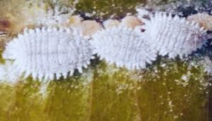 How To Identify Common Garden Pests-mealybug-garden-pests