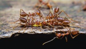 Why Dead Ants Attract More Ants-crazy-ants-insect-pest Why Dead Ants Attract More Ants-crazy-ants-insect-pest