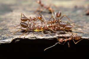 Crazy Ants Control-crazy-ants Crazy Ants Control-crazy-ants