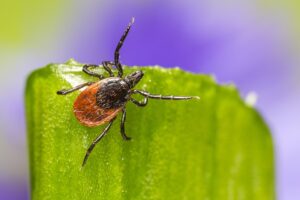 Deer Tick Prevention-deer-tick-inect-pest Deer Tick Prevention-deer-tick-inect-pest