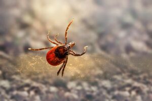 Winter Bugs That Bite-deer-tick-pest