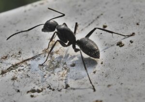 Odorous House Ants-and odorous-ants Odorous House Ants-and odorous-ants